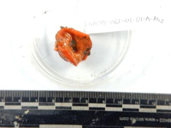 Media type: image; Invertebrate Zoology 139281